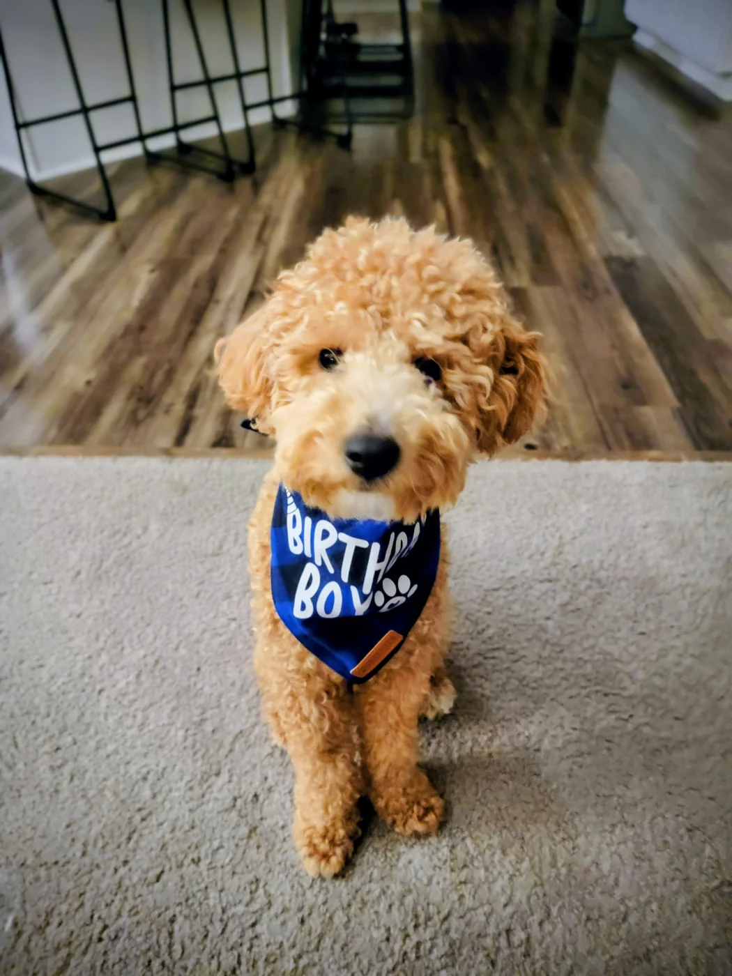 Apricot doodle wearing a birthday boy bandana
