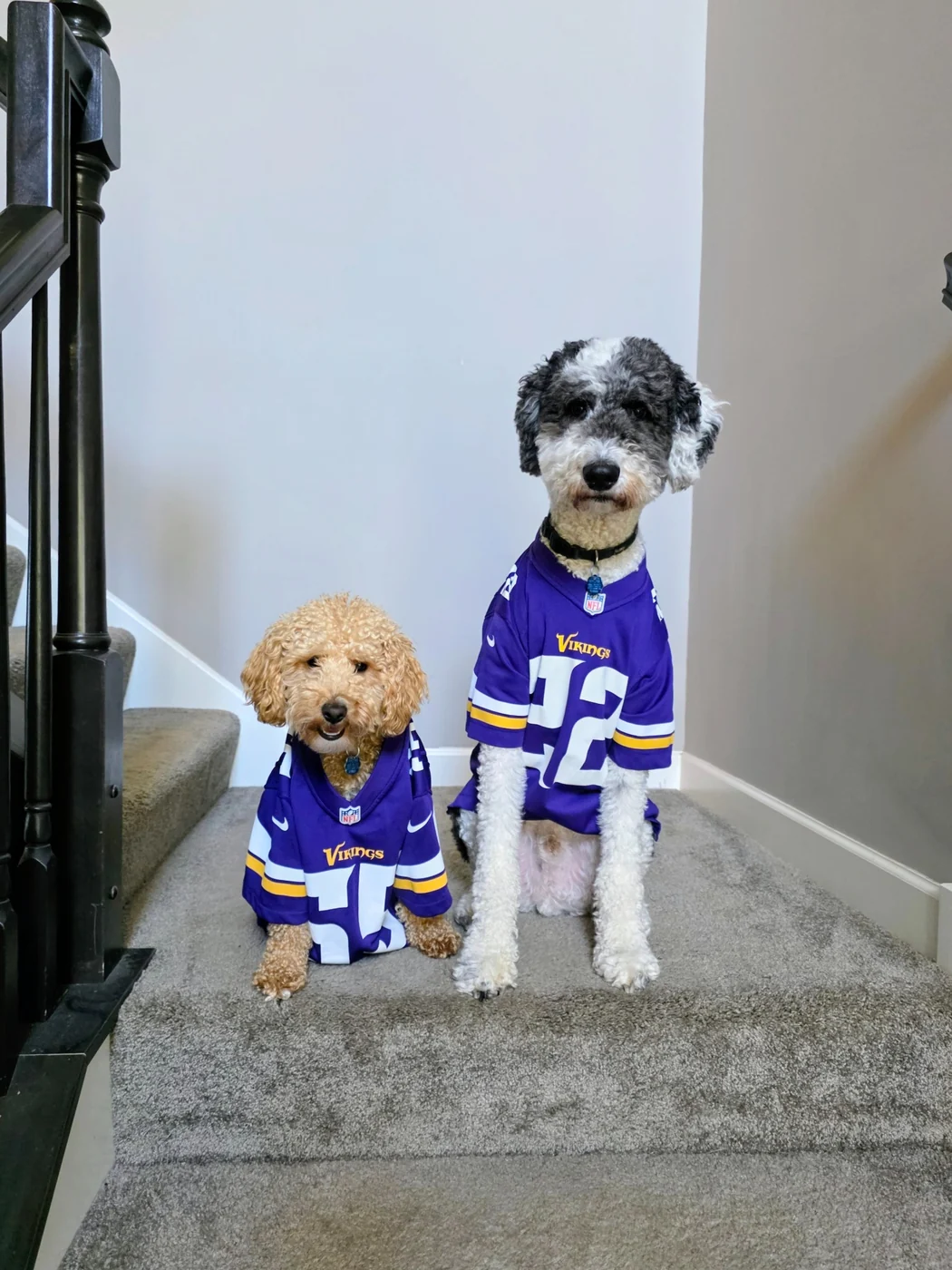 Two doodles wearing Minnesota Vikings jerseys on the stairs