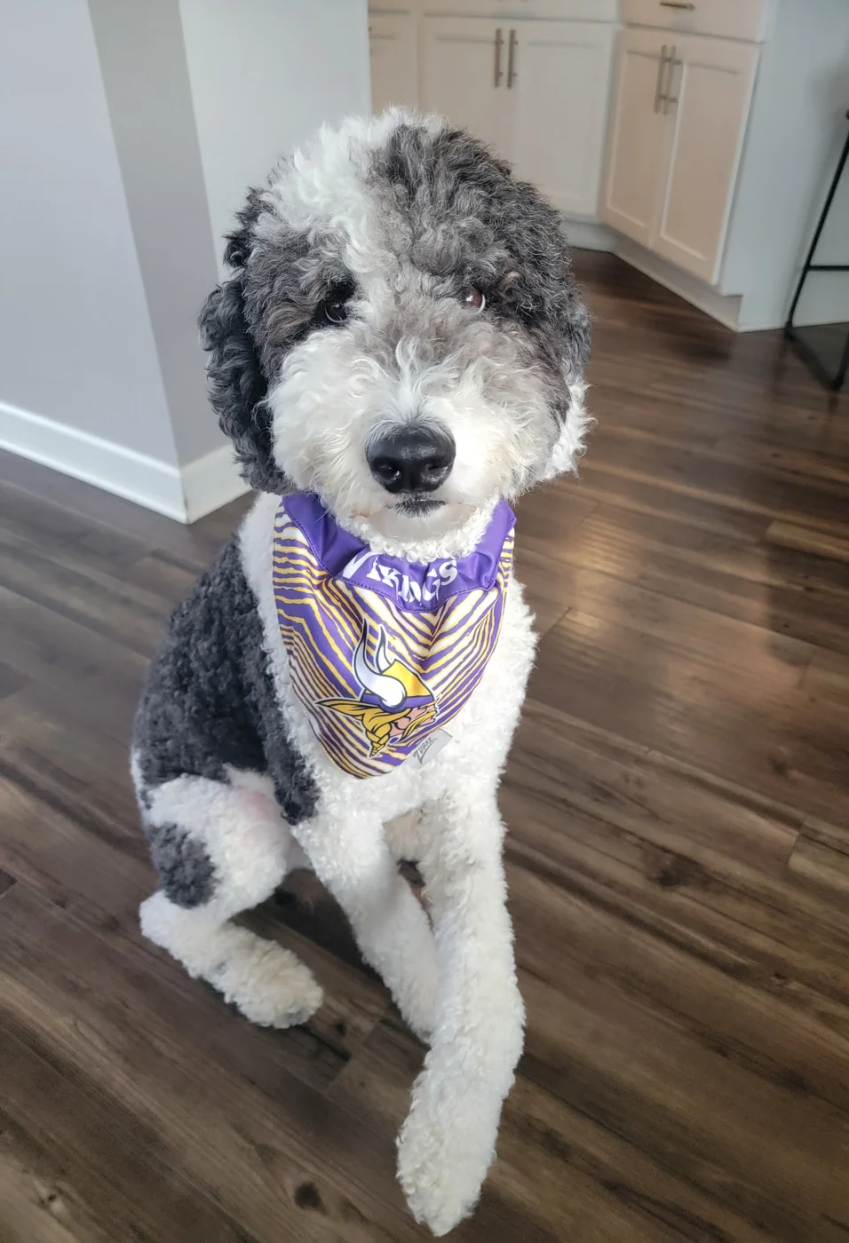 Gray and white doodle wearing a Minnesota Vikings bandana